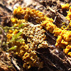 yellow mold