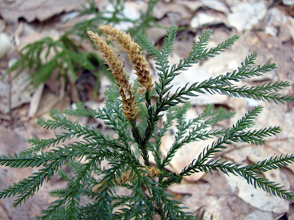 Ground-pine