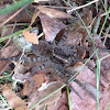 Wolf spider with egg sack