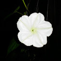 Moon Flower