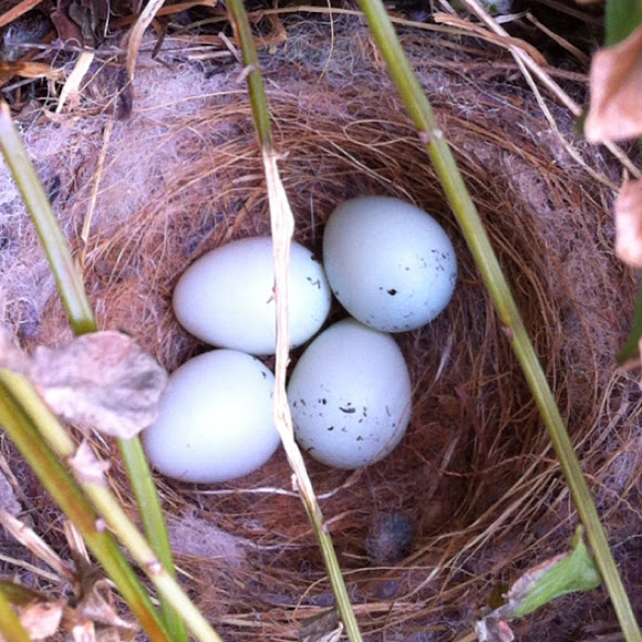 House Finch eggs Project Noah