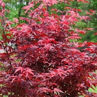 Japanese Maple