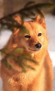 Lastest Finnish Spitz Wallpapers APK