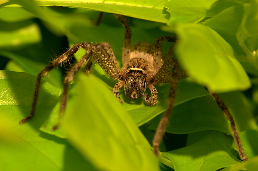 Brown Huntsman Spider