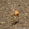 Indian gazelle  (Chinkara)