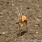 Indian gazelle  (Chinkara)
