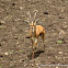 Indian gazelle  (Chinkara)