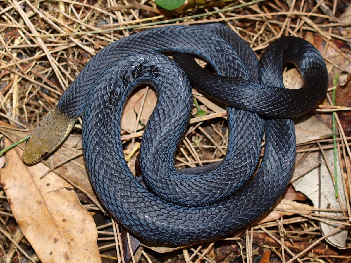 Marsh Snake