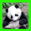 Pandas. Animals Puzzles logo