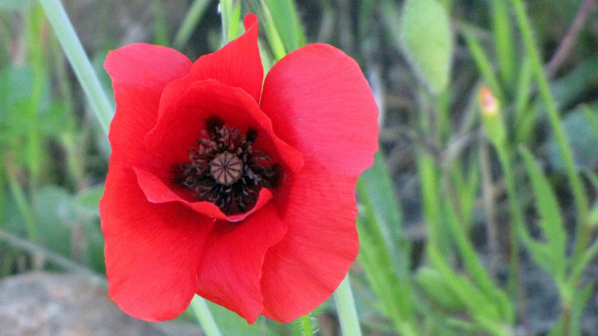 Corn poppy