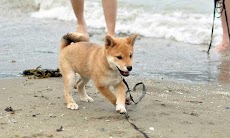いぬがみ 柴犬編 犬のライブ壁紙 Androidアプリ Applion