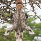 Maasai Giraffe