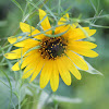 Maximilian sunflower