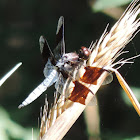 Common Whitetail Dragonfly (male)