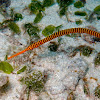 banded pipefish