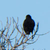 Jackdaw; Grajilla