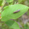 Willow Leafhopper