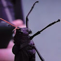 Red winged black grasshopper