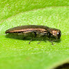 Buprestid Beetle