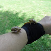 Cicada carapaces