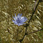 Chicory flower