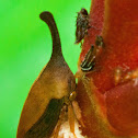 Treehopper with nymphs and eggs
