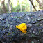 witches' butter