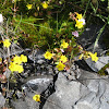 seep monkeyflower