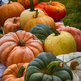 Pumpkins by Nancy Merolle - Public Holidays Halloween