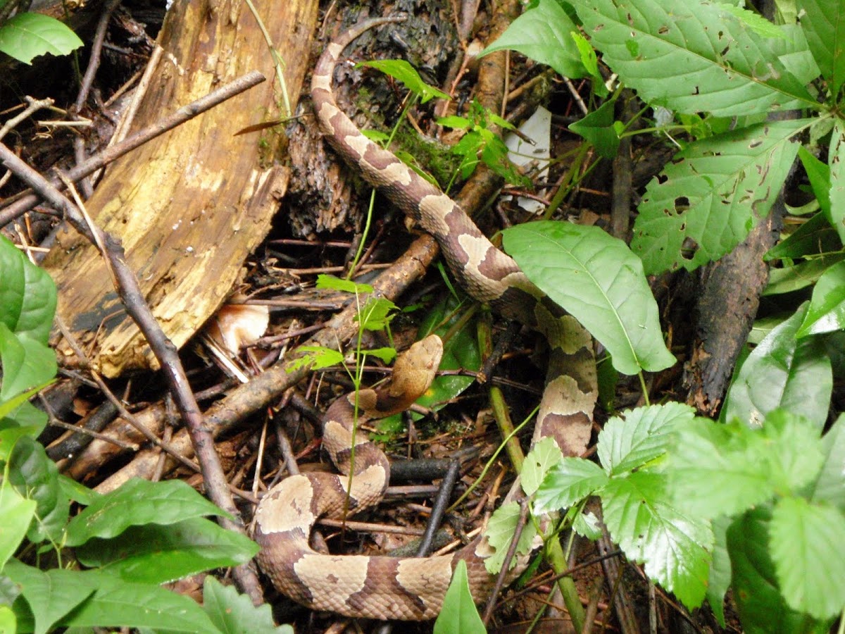 Southern Copperhead