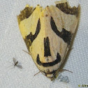Patterned moth