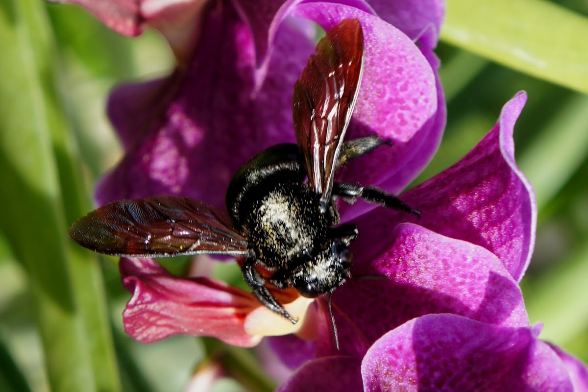 Carpenter Bee Project Noah