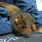 Rescued Joey - Common Ringtail Possum