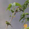 Green Bee Eater