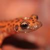 Cave Salamanders