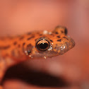 Cave Salamanders