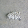 Spotted moth