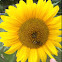 Sunflower (and bees!)