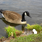 Canada Goose