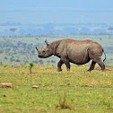 Black Rhinoceros