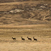 Tibetan gazelle