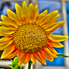 by Windz Sen - Flowers Single Flower