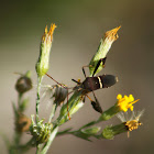 Leaf-footed Bug