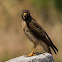 Gavião-carijó(Roadside Hawk)