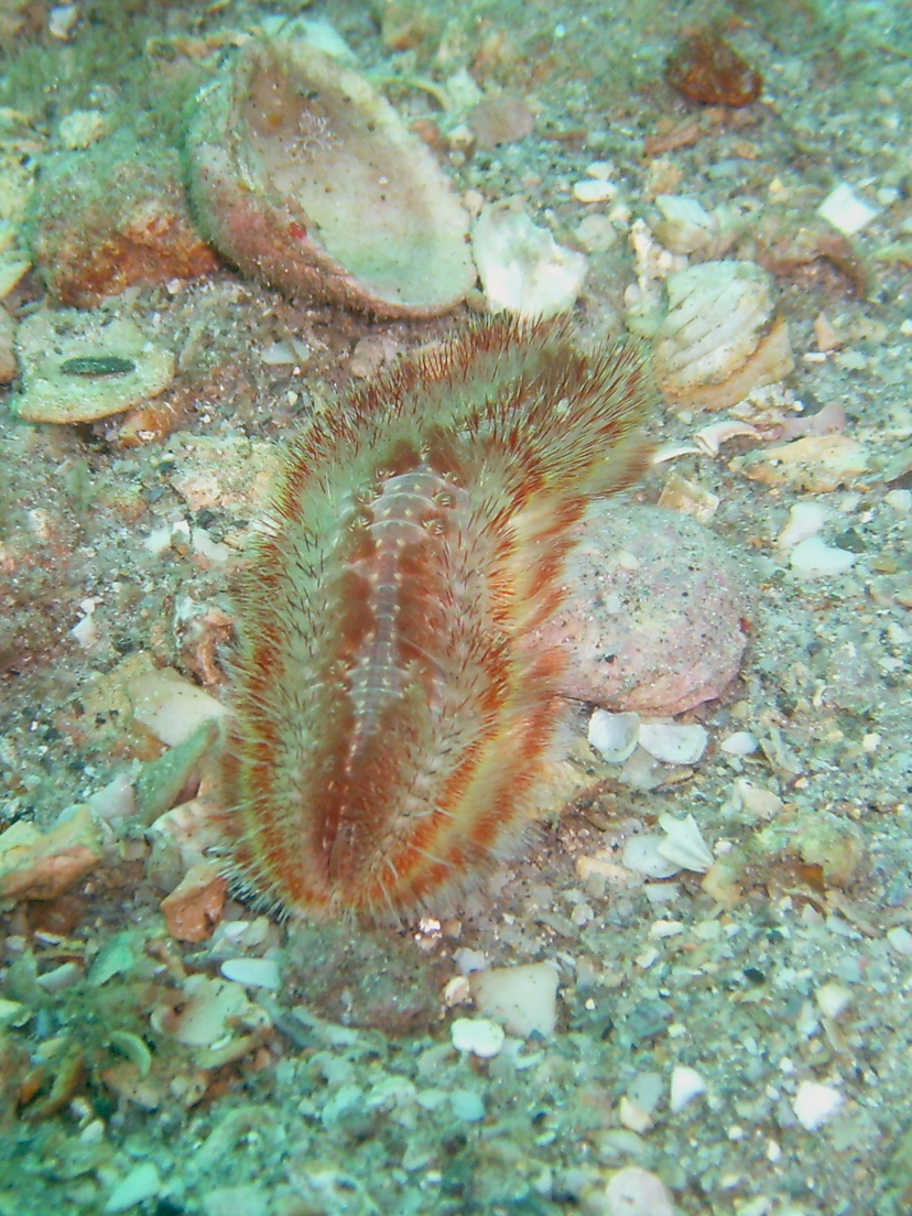 Red-tipped Fireworm