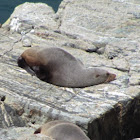 New Zealand Fur Seal / Kekeno
