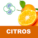 Citros Stoller logo