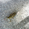 Chevron Grasshopper