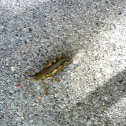 Chevron Grasshopper