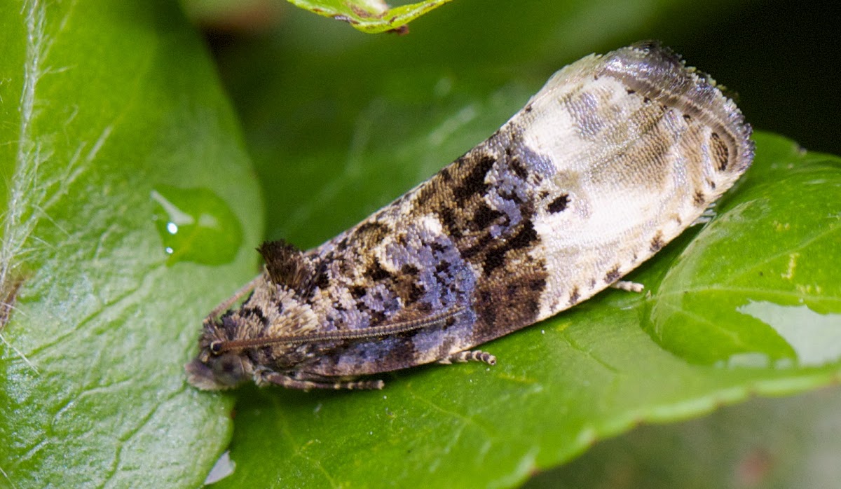 Plum Tortrix Moth